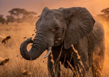 Por que elefantes têm medo de abelhas: o fenômeno que está salvando vilarejos na África