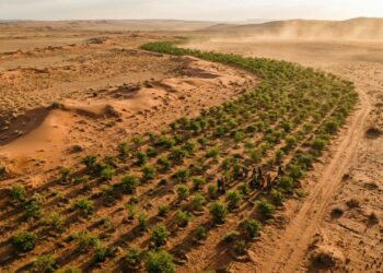 A megaestrutura de árvores que 11 países estão plantando para barrar o avanço do deserto