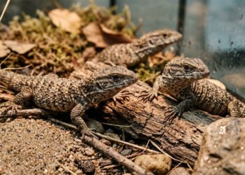 O nascimento histórico de cinco répteis raros que traz esperança contra a extinção