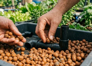 Como fazer uma cama de cultivo para aquaponia com tilápias