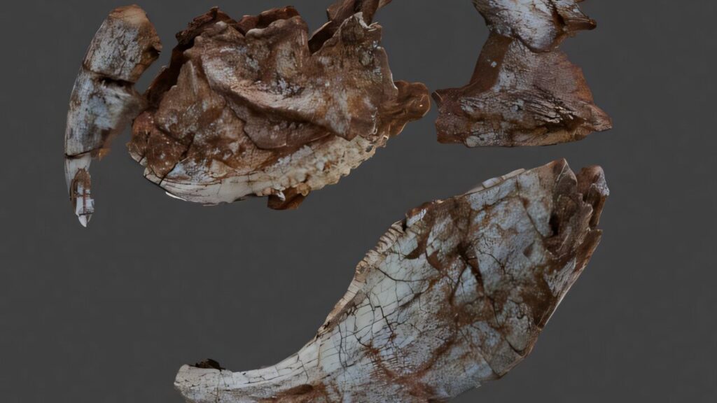 Cientistas brasileiros encontram fóssil de criatura totalmente desconhecida no interior de Minas