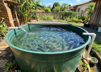 Com R$ 1.409 e uma caixa d’água, você cria 35 peixes, economiza 90% de água e ainda produz verdurasv