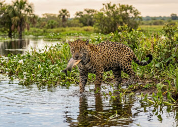 Pesquisadores finalmente revelam por que as onças-pintadas do Pantanal estão fazendo algo que nenhum felino do mundo faz