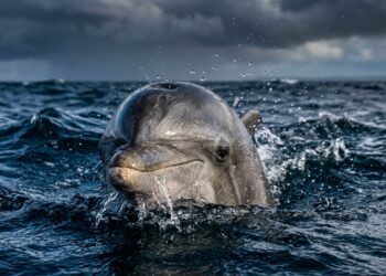 Os "vilões" do mar? O lado obscuro dos golfinhos