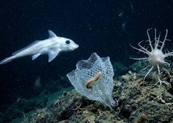 Cientistas identificam mais de 1.000 novas espécies marinhas em expedição histórica nas profundezas do oceano