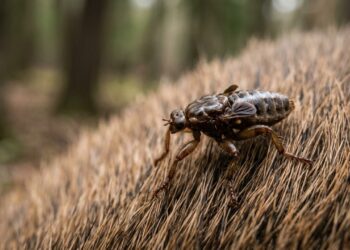 Mosca parasita "sacrifica" metade da visão ao pousar em um cervo e abandonar o voo para sempre