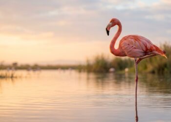 Flamingos ficam em uma perna só para gastar menos energia?