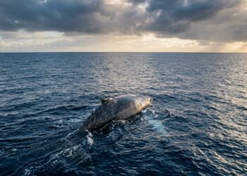 Baleia isolada surpreende cientistas com viagem de 7.000 km