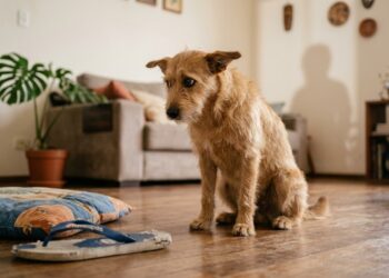 Seu cachorro realmente sente culpa? O que a ciência diz sobre o "olhar de culpado”