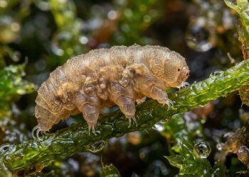 O animal brasileiro que "ressuscita": congela no inverno e volta a viver na primavera
