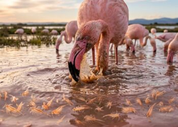 Por que os flamingos são cor-de-rosa se nascem cinza?