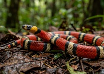 Por que as cobras-corais verdadeiras quase nunca picam humanos apesar do veneno mortal