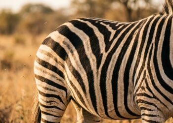 Por que as zebras têm listras? A ciência finalmente respondeu
