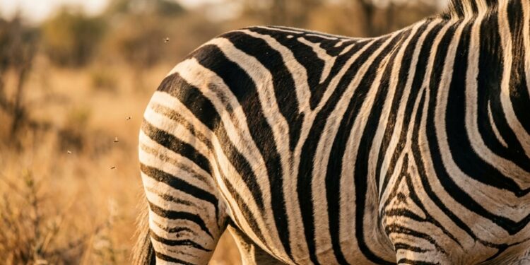 Por que as zebras têm listras? A ciência finalmente respondeu
