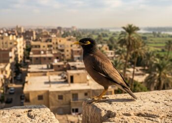 O pássaro invasor visto nas cidades do Egito está entre os 100 piores do mundo