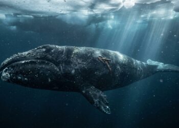O animal mais velho do mundo foi encontrado vivo com um arpão de 100 anos ainda preso em seu corpo