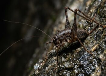 Grilo inspirado em O Senhor dos Anéis é descoberto em túnel de 25 m na Grécia