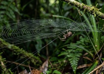 Aranha recém-descoberta parece uma engenheira mecânica, construindo armadilhas com molas naturais para lançar suas presas ao ar