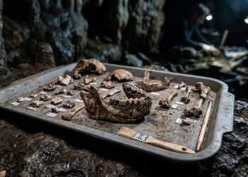 "É quase certo que seja algum tipo de sinal cultural complexo": todos os esqueletos de Homo naledi já encontrados eram fêmeas, sugerindo práticas funerárias específicas para cada sexo