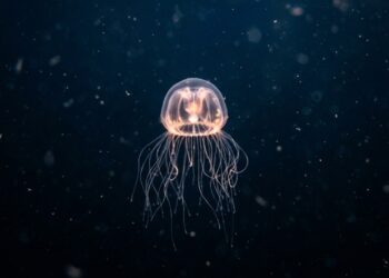 O animal praticamente imortal que recomeça a própria vida pode revelar pistas sobre o envelhecimento humano