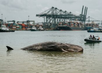 Baleia rara aparece morta em Singapura e revela um risco nas rotas de navios