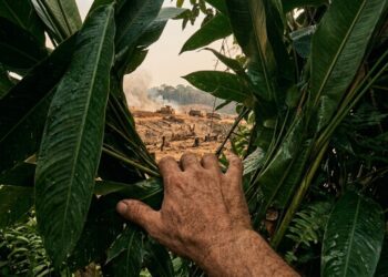 Voltaram à floresta para acompanhar a imponente águia crestada, mas encontraram uma área de pastagem no lugar dela