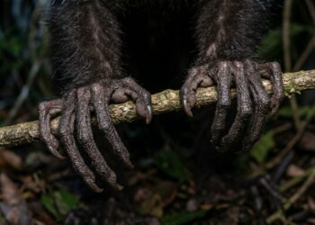Este é o único primata com 12 dedos, e suas mãos estranhas escondem uma adaptação evolutiva que intrigou os cientistas