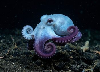 "Meu Deus, como ele é lindo": pesquisadores britânicos encontram um novo animal azul a 1.773 metros de profundidade