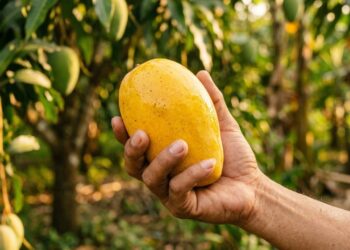 Esta é a manga mais doce do mundo, muita gente diz que parece mais uma bala do que uma fruta