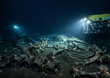Um enorme cemitério de baleias foi descoberto no fundo do oceano Índico: são 500 esqueletos, alguns com 5 milhões de anos de idade