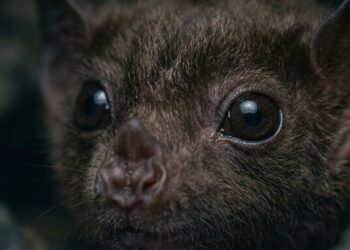 Como os morcegos enxergam no escuro sem depender dos olhos?