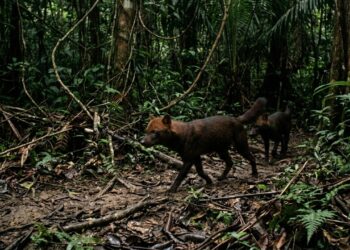 Cães fantasmas da Amazônia: 594 novas imagens revelam a vida rara e misteriosa dos seres animalescos de orelhas curtas