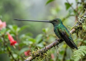 Este beija flor tem um bico de 10,2 cm: a ave cuja agulha hipodérmica passa do tamanho do próprio corpo