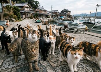 A cidade japonesa com 100 humanos e mais de 600 gatos que dominam as ruas há 70 anos