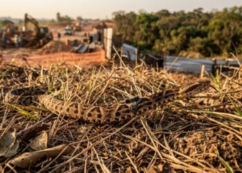 Por que as cobras voltam exatamente para o mesmo lugar mesmo depois de soltas a quilômetros de distância