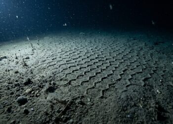 O “fóssil vivo” em forma de colmeia que intriga cientistas no fundo do oceano