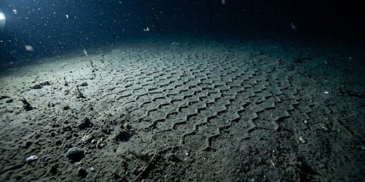 O “fóssil vivo” em forma de colmeia que intriga cientistas no fundo do oceano