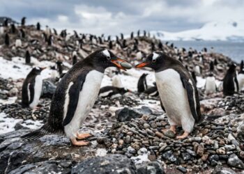 O motivo surpreendente pelo qual os pinguins dão pedras de presente