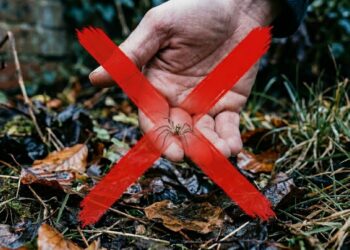 Por que nunca se deve poupar uma aranha doméstica e coloca-la no jardim