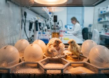 Com objetivo de trazer de volta uma ave extinta há séculos, ovos artificiais chocam e dão origem a 24 pintinhos