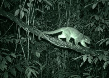 Cientistas capturam kinkajus, olingos, gatos maracajás e preguiças registrados por câmeras térmicas na copa da floresta tropical