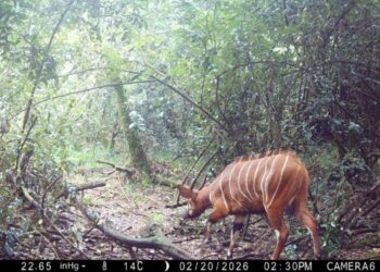Antílope raríssimo quase extinto foi avistado, e especialistas ficaram emocionados ao vê lo novamente na natureza