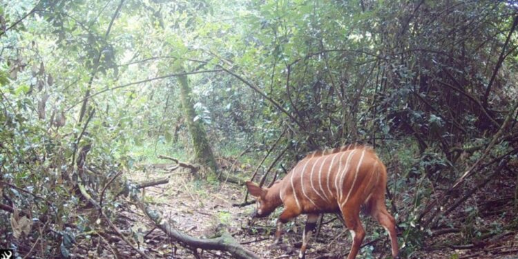 Antílope raríssimo quase extinto foi avistado, e especialistas ficaram emocionados ao vê lo novamente na natureza