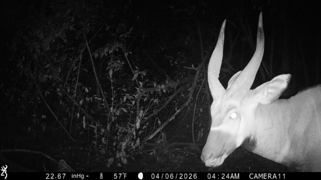 Antílope raríssimo quase extinto foi avistado, e especialistas ficaram emocionados ao vê lo novamente na natureza