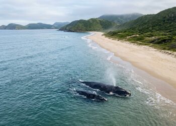 Conheça a cidade onde baleias surgem tão perto que parecem tocar a praia no inverno