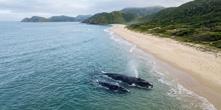 Conheça a cidade onde baleias surgem tão perto que parecem tocar a praia no inverno