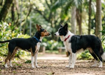Como os cachorros se comunicam entre si?