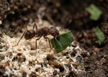 Cientistas descobrem que formigas-cortadeiras cultivam um fungo há 60 milhões de anos numa relação tão sofisticada que funciona como a agricultura mais antiga do planeta