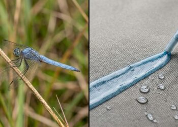 O inseto do cerrado que produz uma cera tão resistente que o exército brasileiro já testou como impermeabilizante natural para barracas de campanha