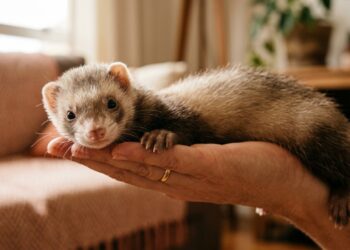 Quanto custa ter um furão como animal de estimação no Brasil? Veja os gastos para manter esse pet exótico em casa